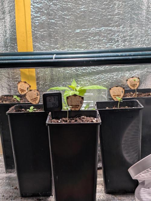 OUT🍬Bonboni HS🍬. Week 2