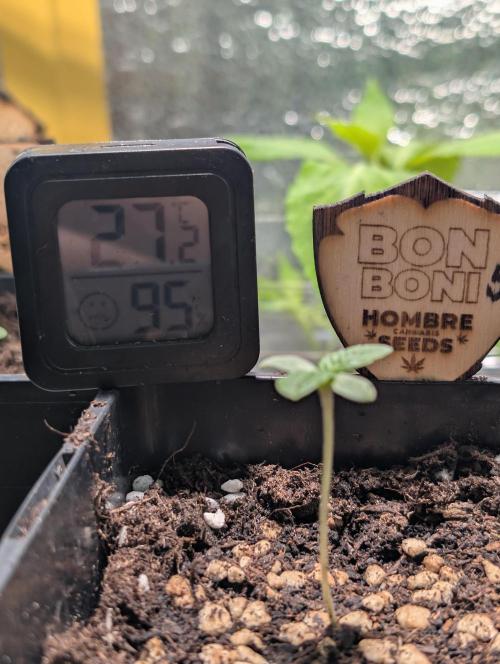 OUT🍬Bonboni HS🍬. Week 2
