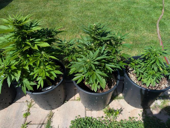 CBDečko Outdoor💚🌱. Week 7