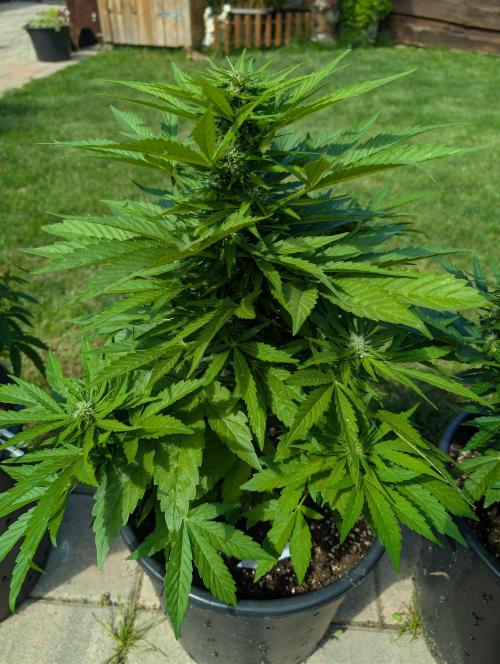 CBDečko Outdoor💚🌱. Week 7