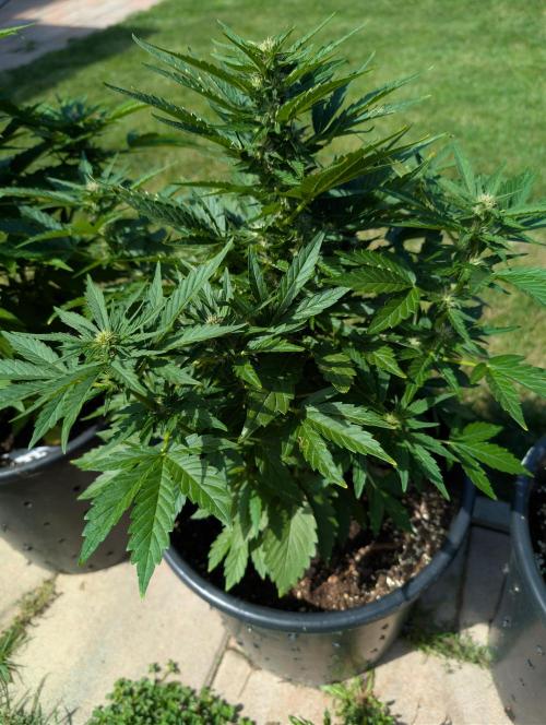 CBDečko Outdoor💚🌱. Week 7