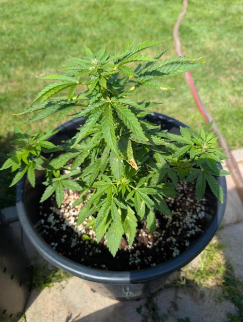 Medikit Auto . Week 7