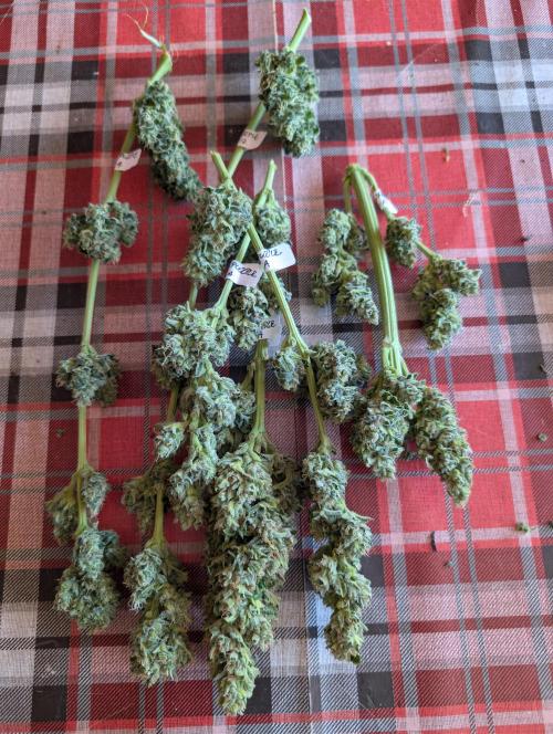 Outdoor 🚗🌞🌱🌱. Week 10