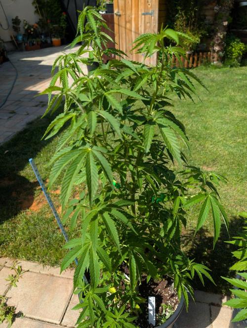 Outdoor  FRUIT 📸🌞🌱. Week 10