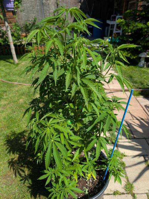 Outdoor  FRUIT 📸🌞🌱. Week 10
