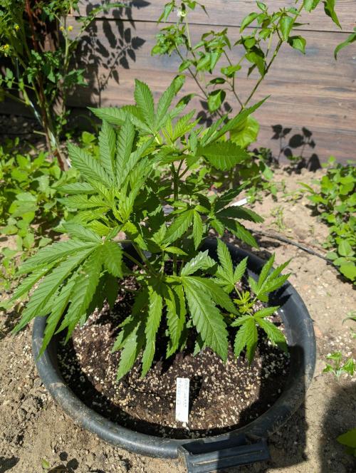 Outdoor 📸Cherry Moonrocks🍒. Week 7