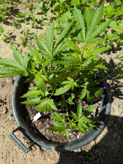 Fast Cherry Moonrocks. Week 7