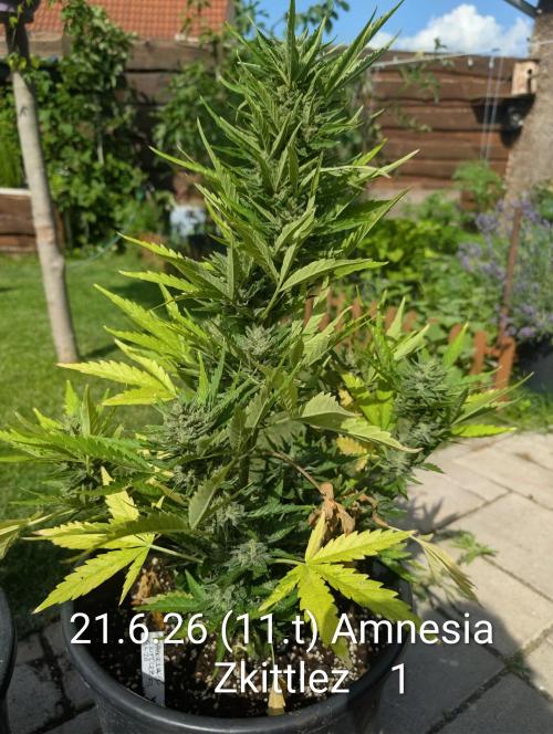 Outdoor 🚗🌞🌱🌱. Week 11