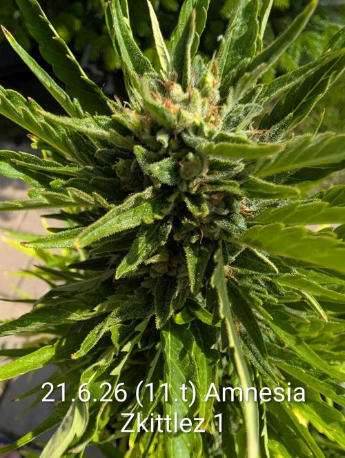 Outdoor 🚗🌞🌱🌱. Week 11