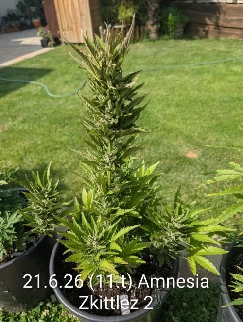Outdoor 🚗🌞🌱🌱. Week 11