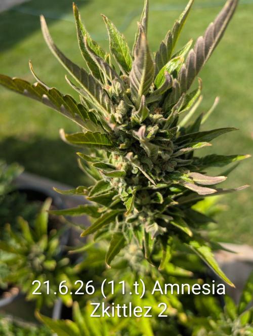 Outdoor 🚗🌞🌱🌱. Week 11
