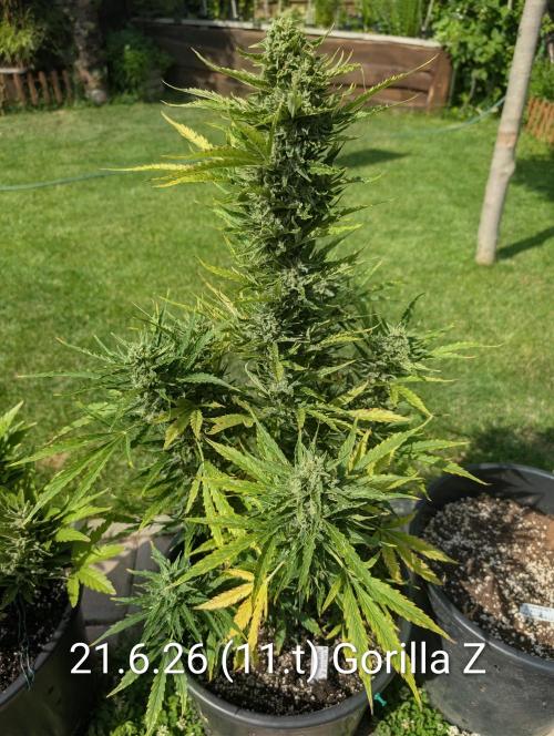 Outdoor 🚗🌞🌱🌱. Week 11