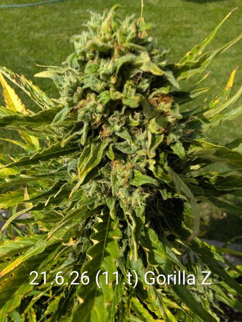 Outdoor 🚗🌞🌱🌱. Week 11