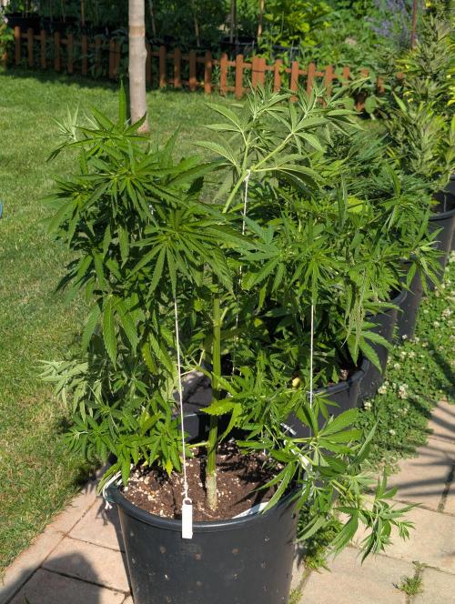 Outdoor  FRUIT 📸🌞🌱. Week 11