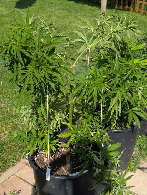 Outdoor  FRUIT 📸🌞🌱. Week 11