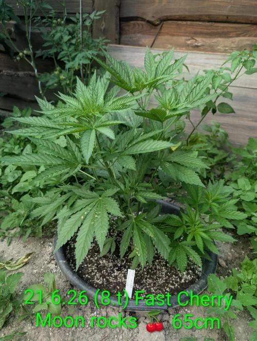 Fast Cherry Moonrocks. Week 8