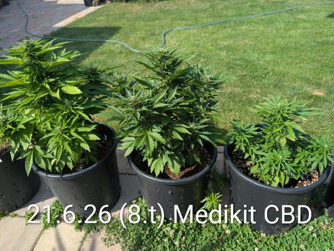 Medikit Auto . Week 8