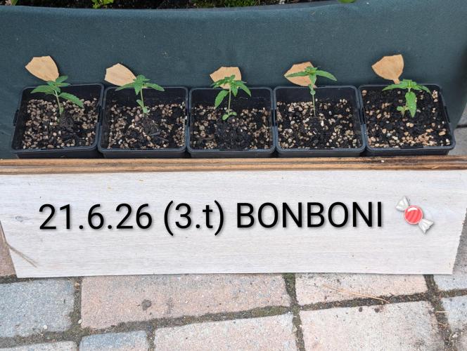 OUT🍬Bonboni HS🍬. Week 3