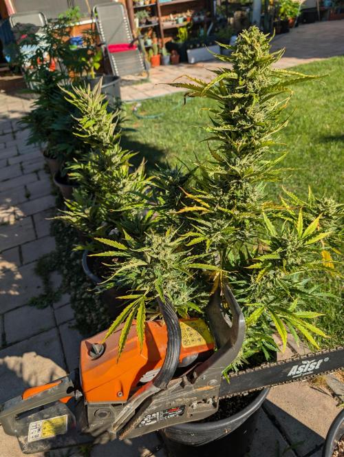 Outdoor 🚗🌞🌱🌱. Week 11