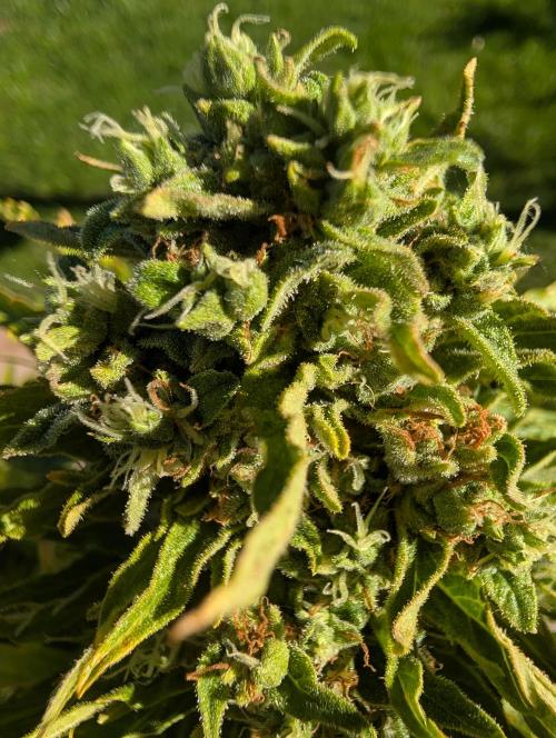 Outdoor 🚗🌞🌱🌱. Week 11
