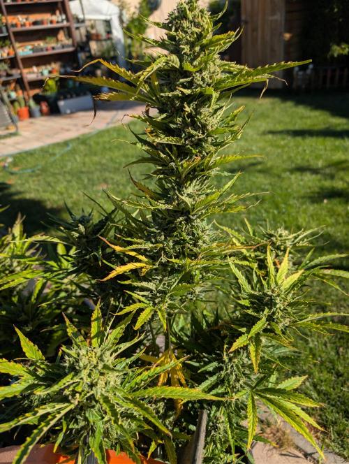 Outdoor 🚗🌞🌱🌱. Week 11