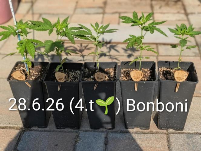 OUT🍬Bonboni HS🍬. Week 4