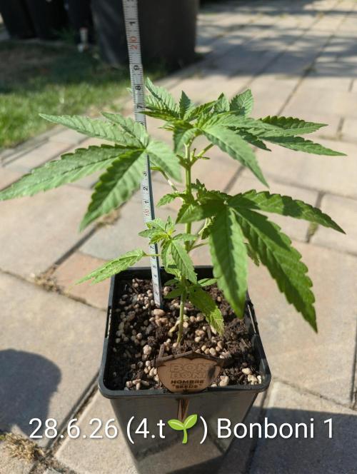 OUT🍬Bonboni HS🍬. Week 4