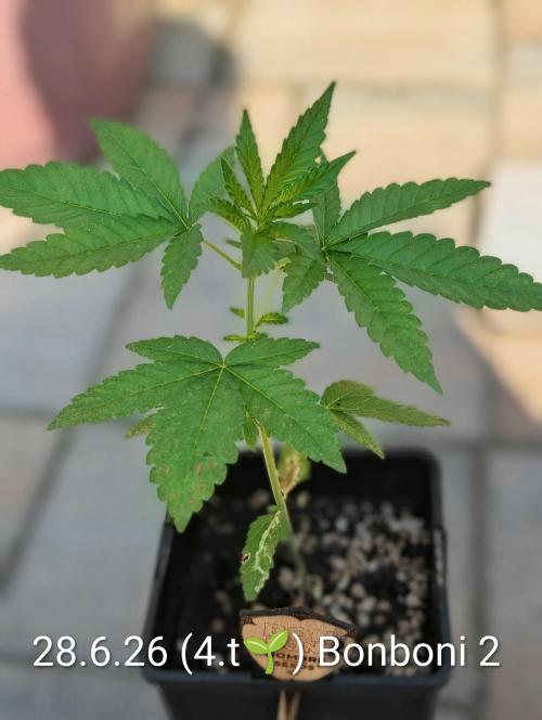 OUT🍬Bonboni HS🍬. Week 4