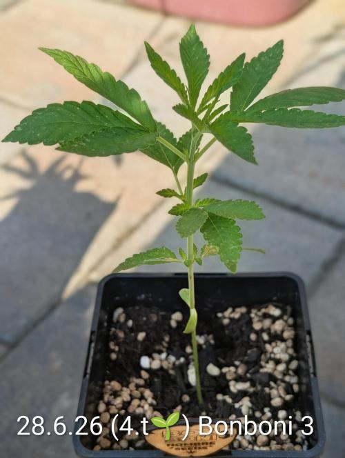 OUT🍬Bonboni HS🍬. Week 4