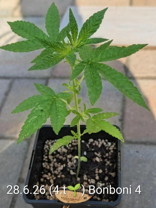 OUT🍬Bonboni HS🍬. Week 4