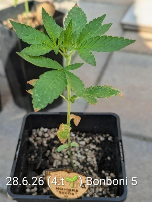 OUT🍬Bonboni HS🍬. Week 4