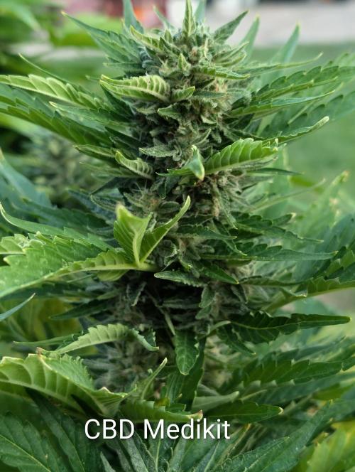 CBDečko Outdoor💚🌱. Week 9