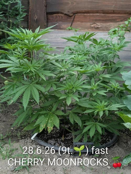 Fast Cherry Moonrocks. Week 9