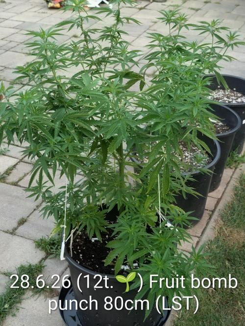 Outdoor  FRUIT 📸🌞🌱. Week 12