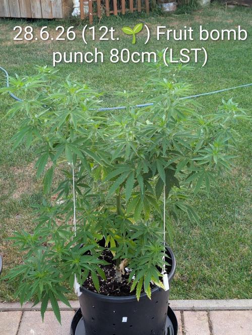 Fruit Bomb Punch. Week 12