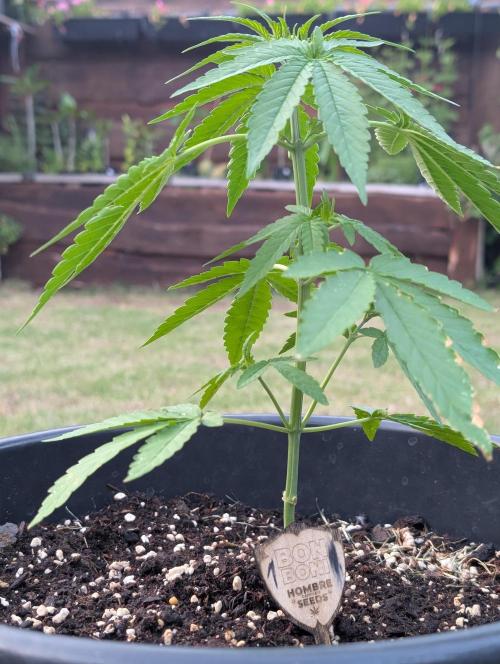 OUT🍬Bonboni HS🍬. Week 5