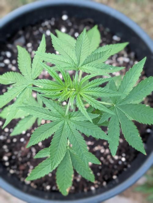 OUT🍬Bonboni HS🍬. Week 5