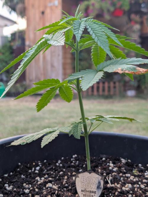 OUT🍬Bonboni HS🍬. Week 5