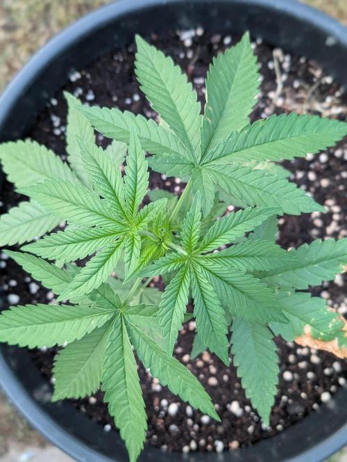 OUT🍬Bonboni HS🍬. Week 5