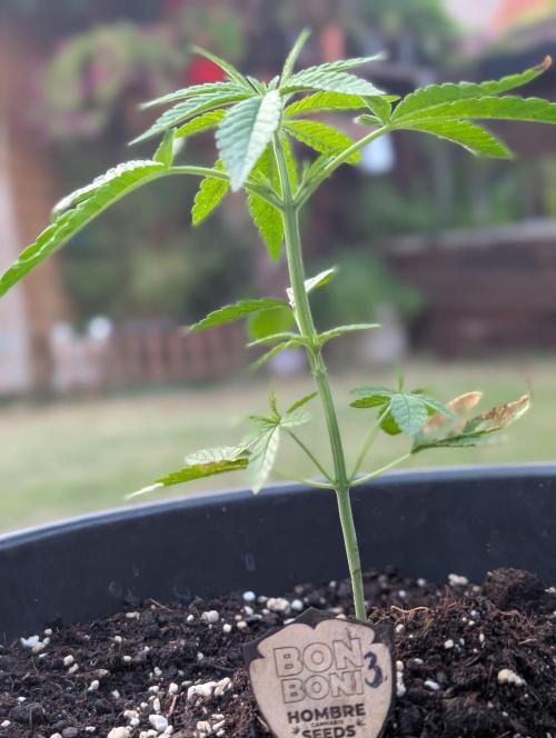 OUT🍬Bonboni HS🍬. Week 5