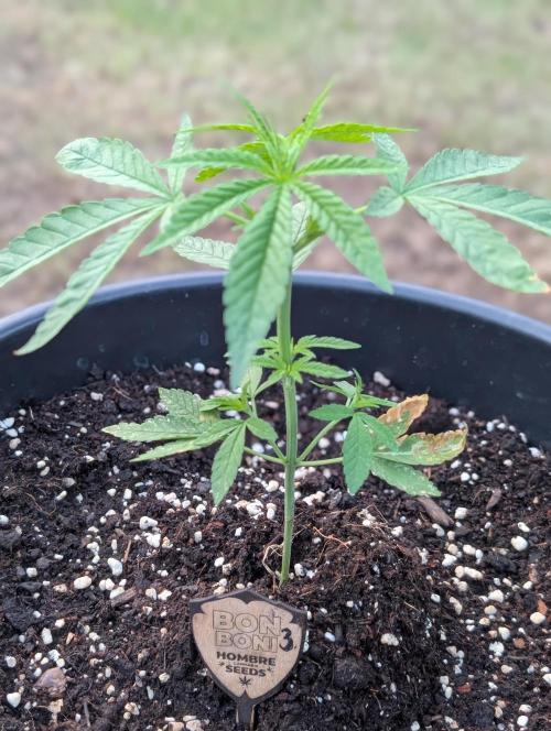 OUT🍬Bonboni HS🍬. Week 5