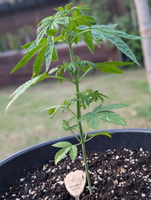 OUT🍬Bonboni HS🍬. Week 5