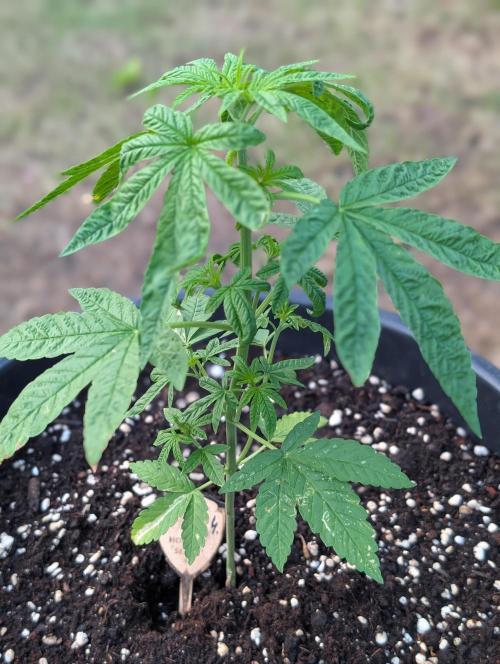 OUT🍬Bonboni HS🍬. Week 5
