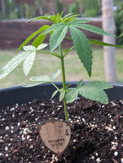 OUT🍬Bonboni HS🍬. Week 5