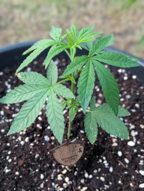 OUT🍬Bonboni HS🍬. Week 5