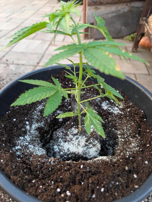OUT🍬Bonboni HS🍬. Week 5