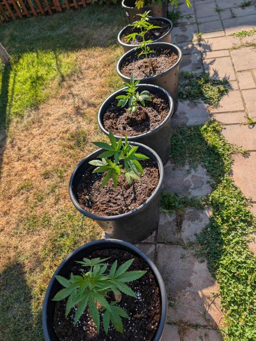 OUT🍬Bonboni HS🍬. Week 5