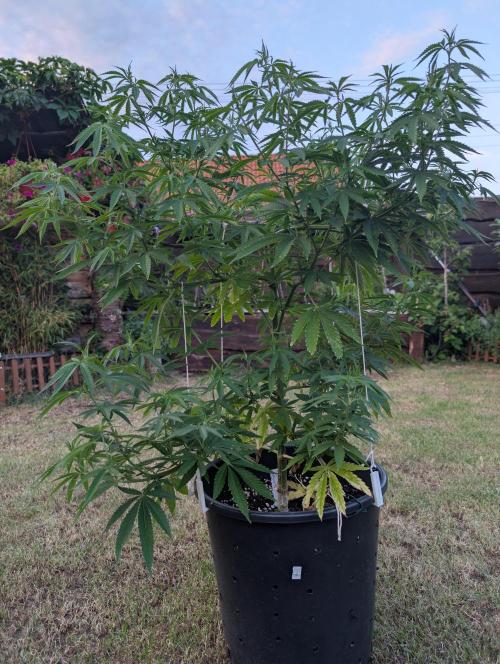 Outdoor  FRUIT 📸🌞🌱. Week 13