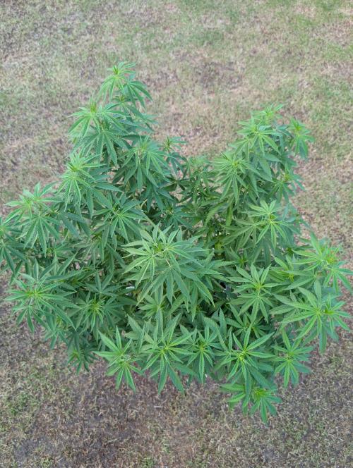 Outdoor  FRUIT 📸🌞🌱. Week 13