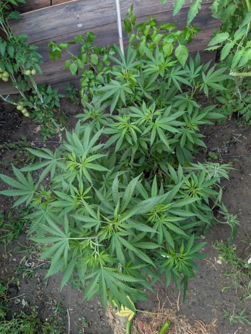 Fast Cherry Moonrocks. Week 10